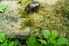 99_Waldfuehrungen012