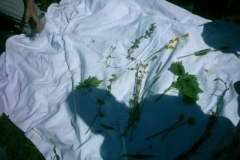 58_Wiesenfuehrungen015